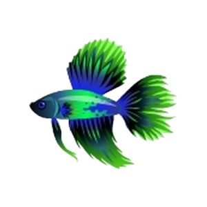 Green Dorsal Betta